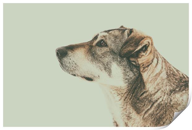 Homeless Dog Looking Up Portrait Print by Radu Bercan