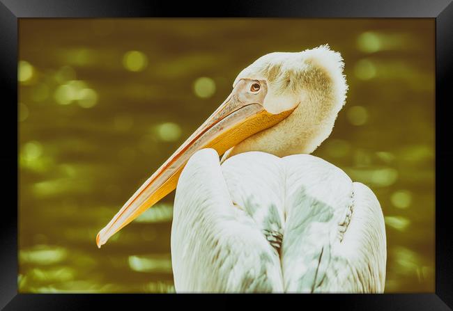 Wild Pelican Portrait Framed Print by Radu Bercan
