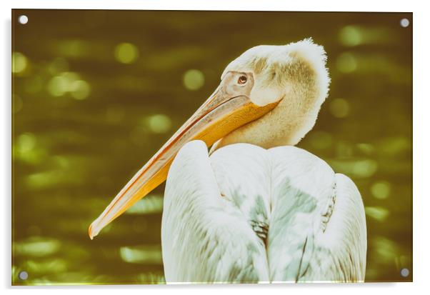 Wild Pelican Portrait Acrylic by Radu Bercan