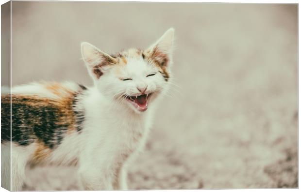 Cute Cat Meowing With A Funny Laughing Face Canvas Print by Radu Bercan