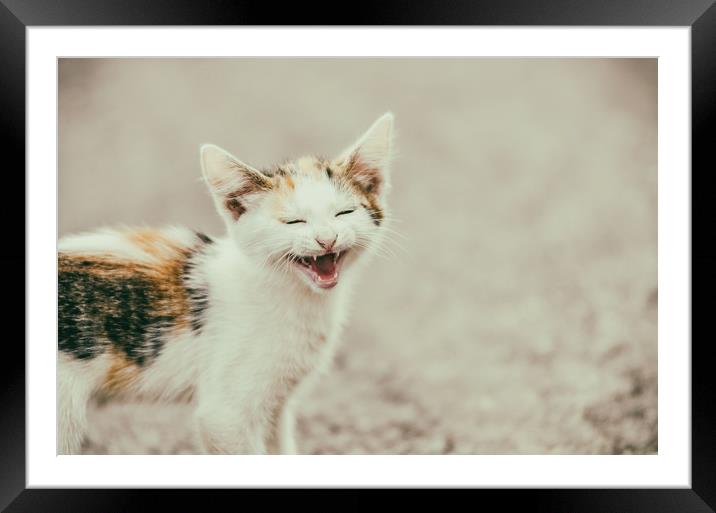 Cute Cat Meowing With A Funny Laughing Face Framed Mounted Print by Radu Bercan