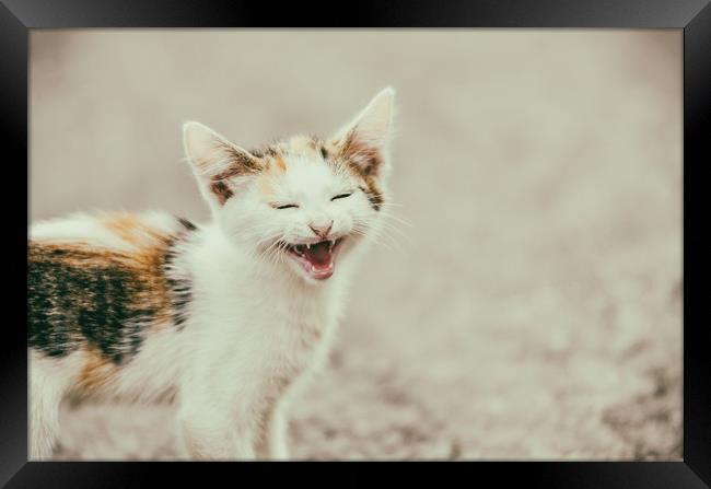 Cute Cat Meowing With A Funny Laughing Face Framed Print by Radu Bercan