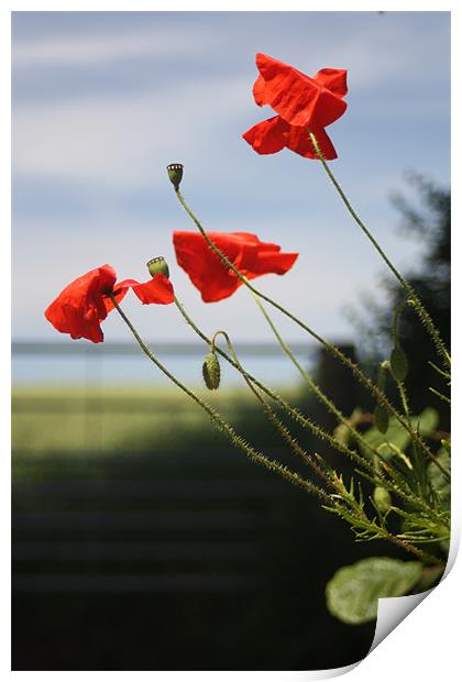 Poppies Print by Dave Hoskins
