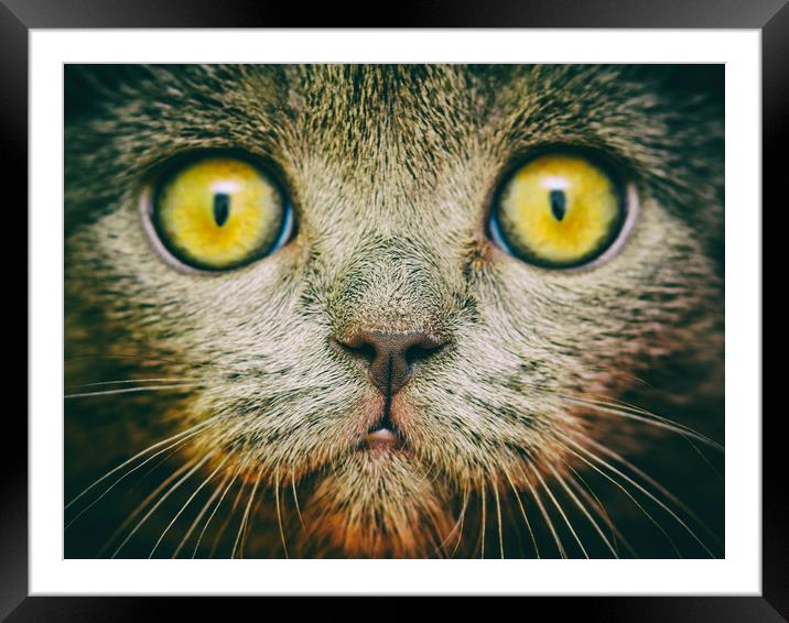British Short Hair Cat Portrait Framed Mounted Print by Radu Bercan