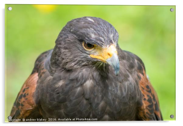 Female Harris Hawk Acrylic by andrew blakey