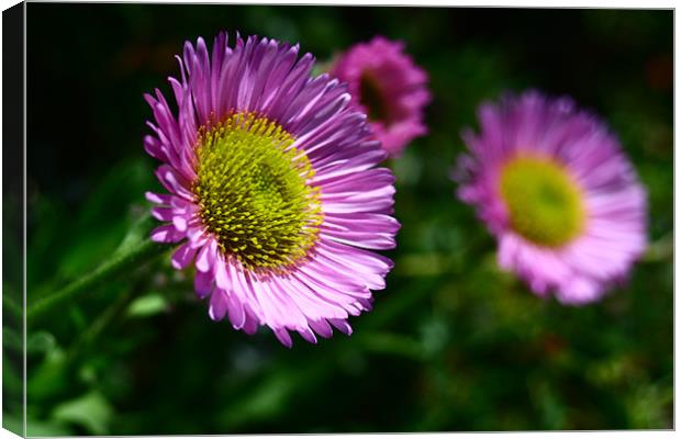 Bright flowers Canvas Print by Dave Hoskins