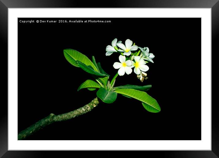 White Flower Framed Mounted Print by Dev Kumar