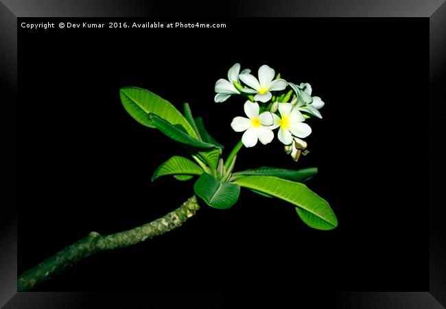 White Flower Framed Print by Dev Kumar