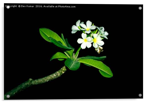 White Flower Acrylic by Dev Kumar