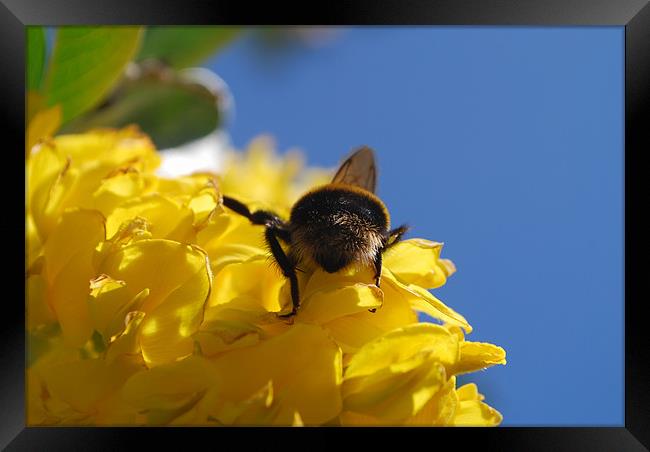 The Bee's Bum Framed Print by Karen Martin