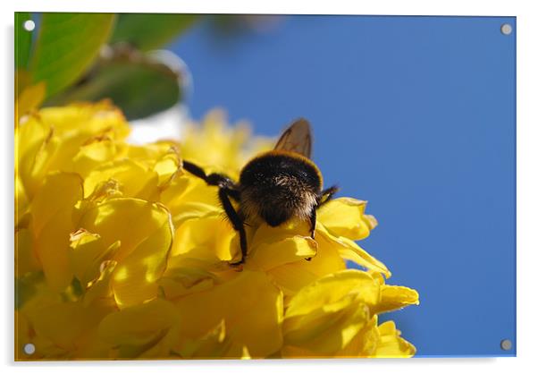 The Bee's Bum Acrylic by Karen Martin
