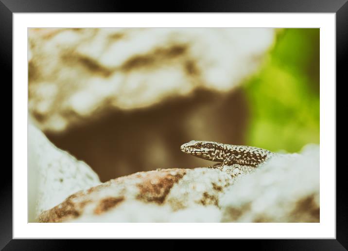 Small Rock Lizard Framed Mounted Print by Radu Bercan