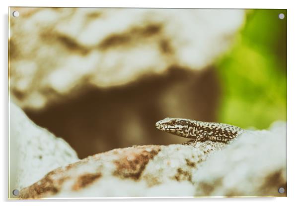 Small Rock Lizard Acrylic by Radu Bercan