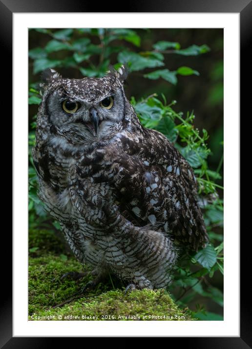 Spotted Eagle-Owl Framed Mounted Print by andrew blakey
