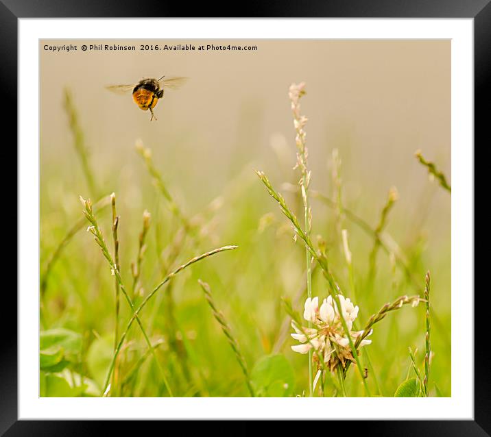 Bee in mid flight working to collect pollen Framed Mounted Print by Phil Robinson