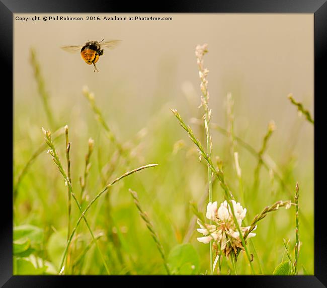 Bee in mid flight working to collect pollen Framed Print by Phil Robinson