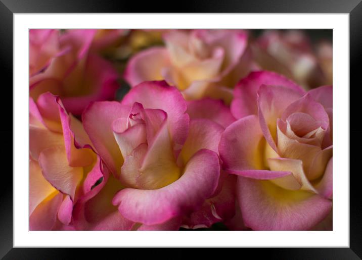 Pink Petals Framed Mounted Print by Charlotte Moon