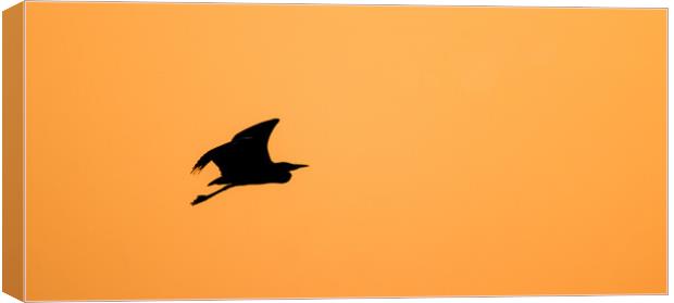 Heron Sunset Silhouette  Canvas Print by Nick Dyte