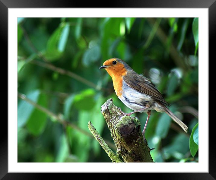 Robin Framed Mounted Print by Chris Day