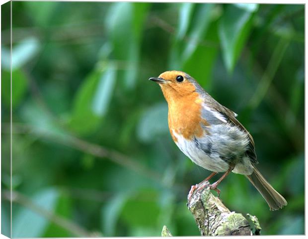 Robin 2 Canvas Print by Chris Day