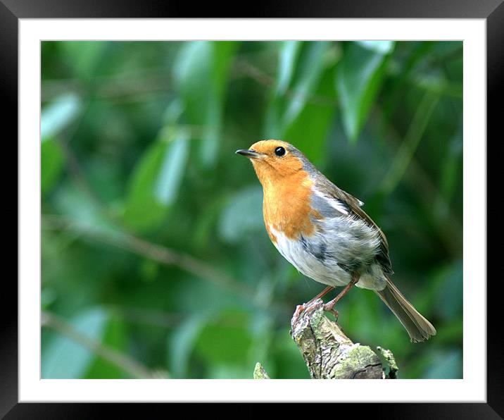 Robin 2 Framed Mounted Print by Chris Day