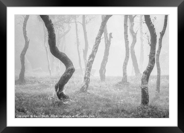 Twisted Birch. Framed Mounted Print by Garry Smith