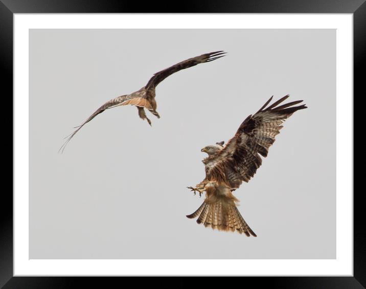 Red Kites Fighting Framed Mounted Print by Nick Dyte