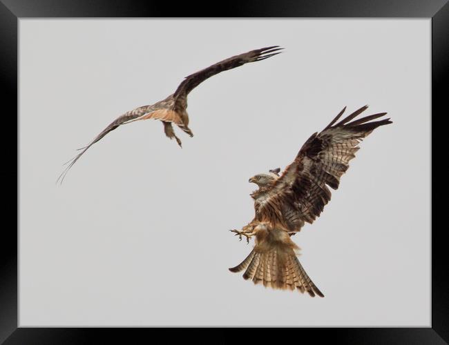 Red Kites Fighting Framed Print by Nick Dyte