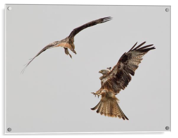 Red Kites Fighting Acrylic by Nick Dyte