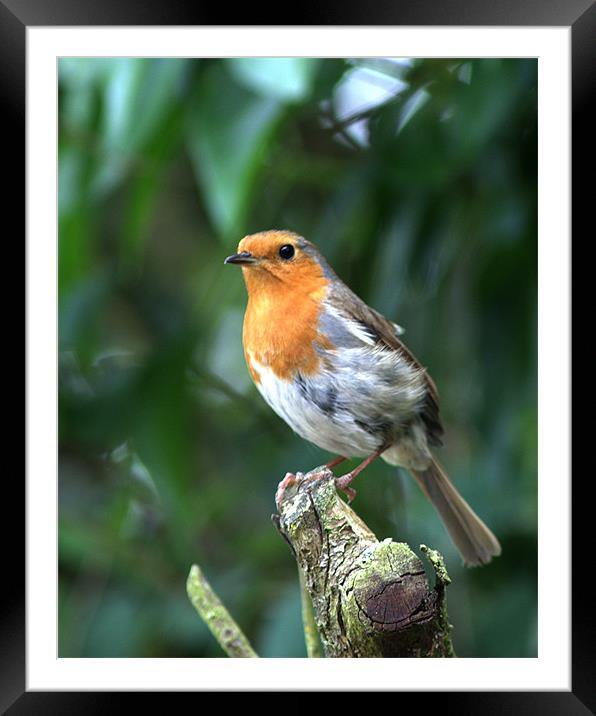 Robin 3 Framed Mounted Print by Chris Day