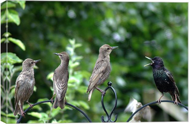 Starling family Canvas Print by Chris Day