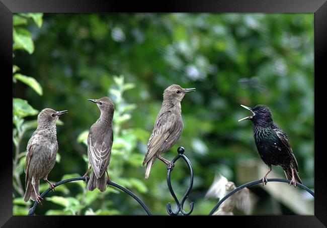 Starling family Framed Print by Chris Day