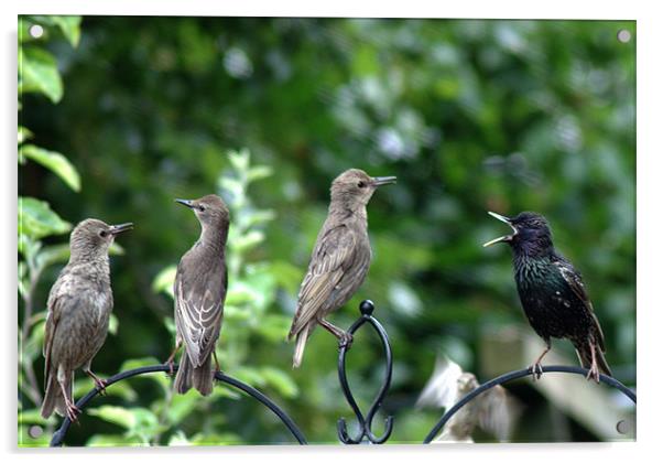 Starling family Acrylic by Chris Day