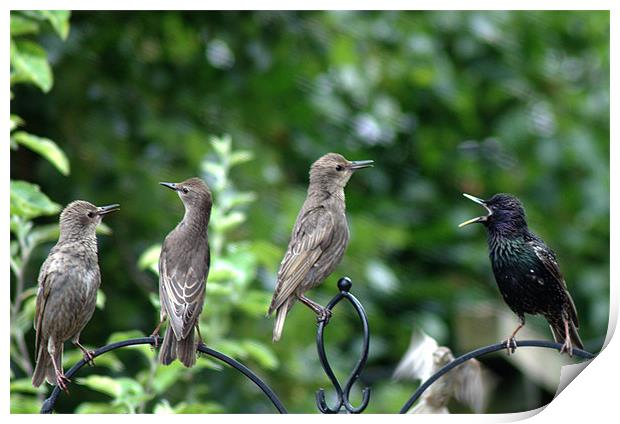 Starling family Print by Chris Day