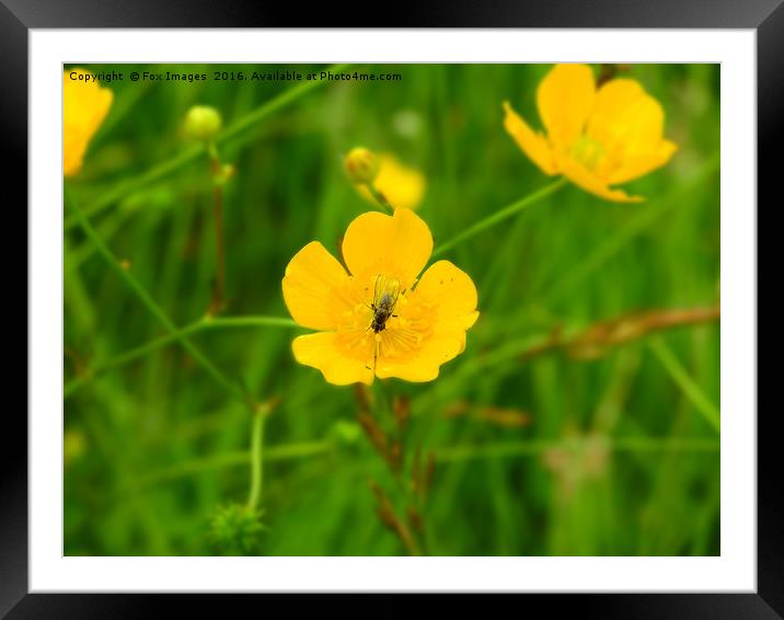 Fly on the flower Framed Mounted Print by Derrick Fox Lomax