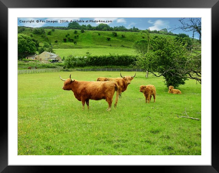 Longhorn highland cattle Framed Mounted Print by Derrick Fox Lomax