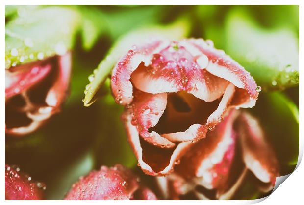 Flowers Bouquet Of Spring Wet Tulips On Table Print by Radu Bercan