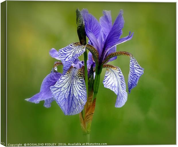 "BLUE IRIS AT LAKE SIDE" 1 Canvas Print by ROS RIDLEY