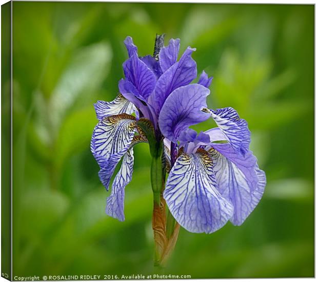 "BLUE IRIS AT LAKE SIDE" 2 Canvas Print by ROS RIDLEY