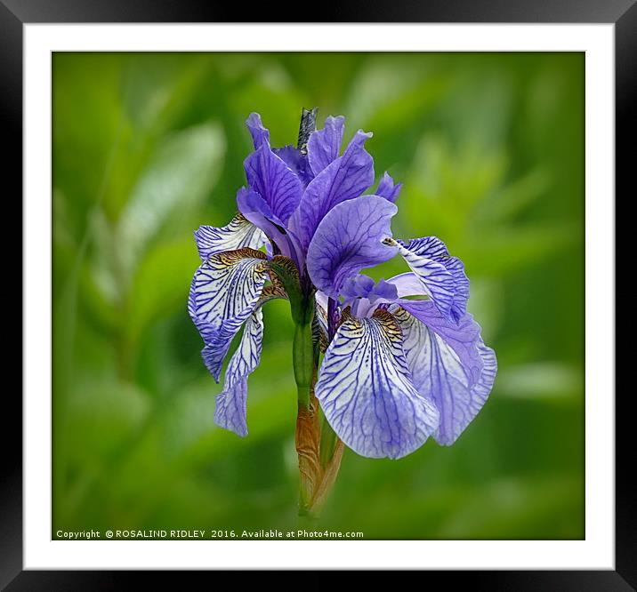 "BLUE IRIS AT LAKE SIDE" 2 Framed Mounted Print by ROS RIDLEY