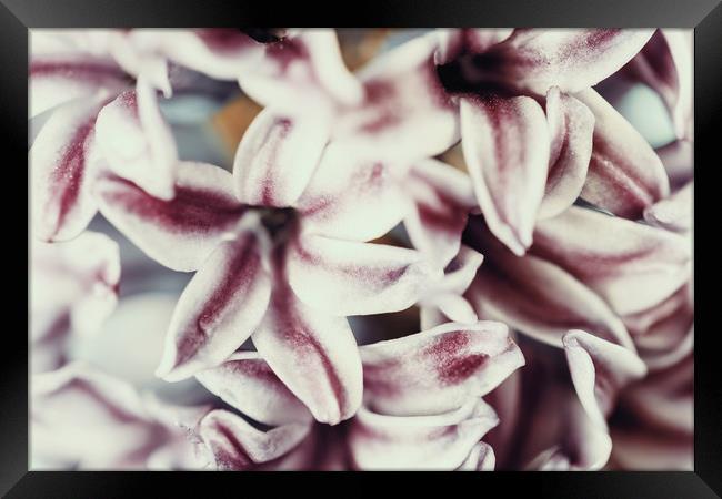 Common Dutch Garden Hyacinth Framed Print by Radu Bercan