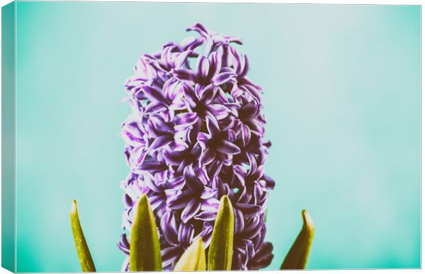 Common Dutch Garden Hyacinth Canvas Print by Radu Bercan
