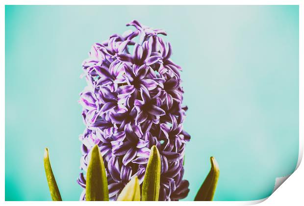 Common Dutch Garden Hyacinth Print by Radu Bercan