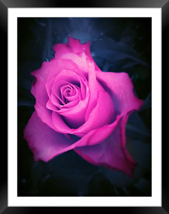 Pink Rose Framed Mounted Print by Carrie-Anne Young