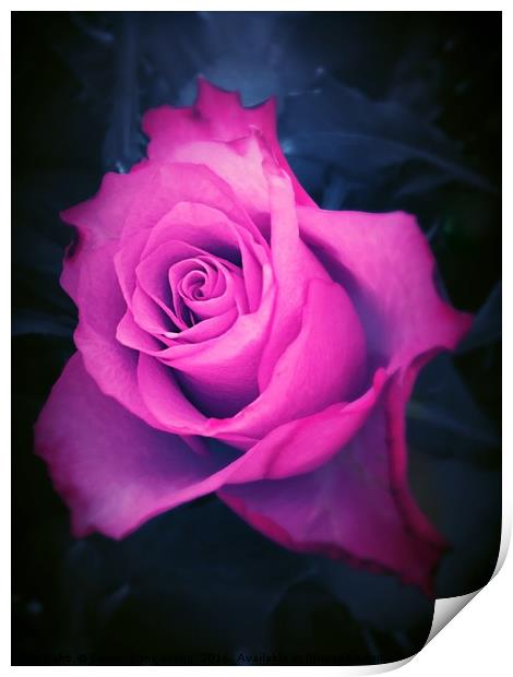 Pink Rose Print by Carrie-Anne Young