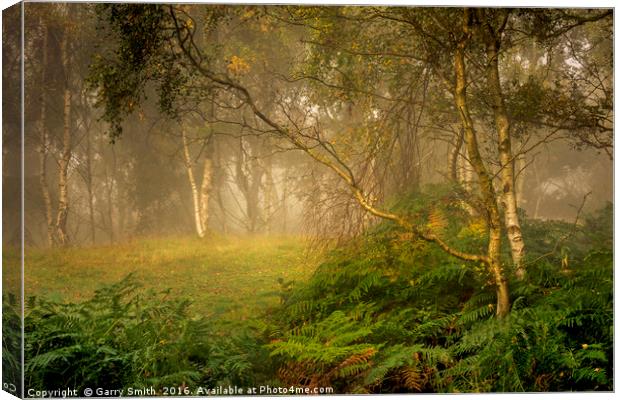 Birches and Mist. Canvas Print by Garry Smith
