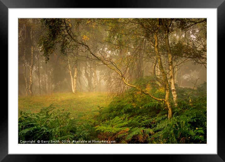 Birches and Mist. Framed Mounted Print by Garry Smith