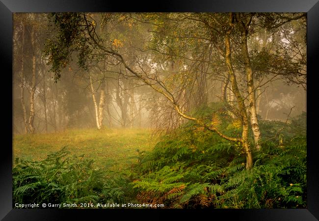 Birches and Mist. Framed Print by Garry Smith