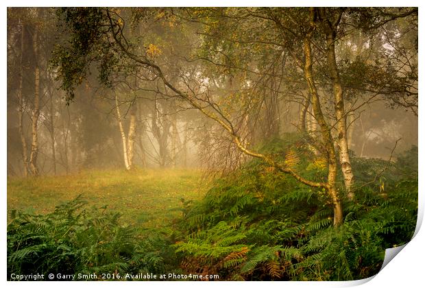Birches and Mist. Print by Garry Smith