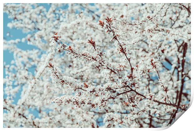 White Apple Tree Flowers Spring Blossom Print by Radu Bercan